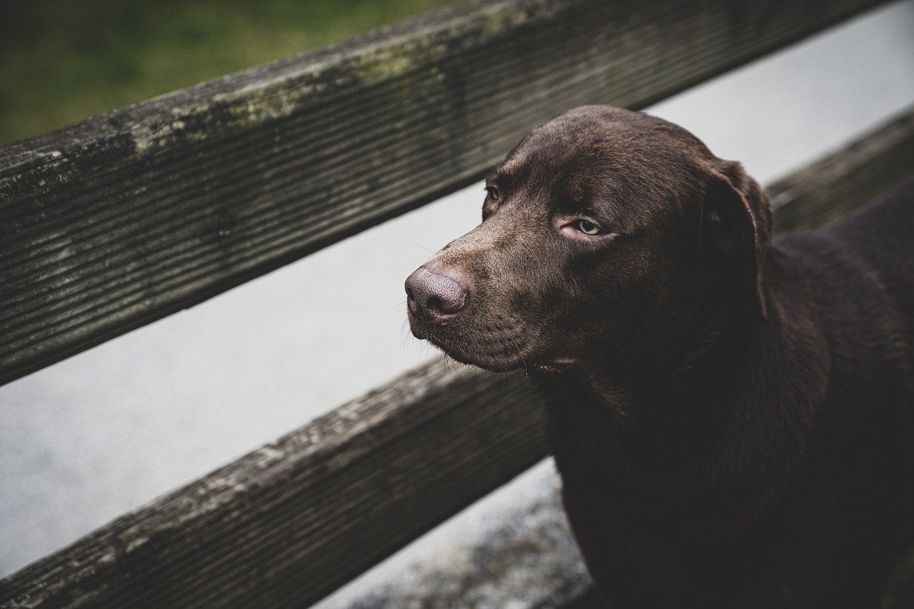 How to Safely Introduce New Pets to Your Home